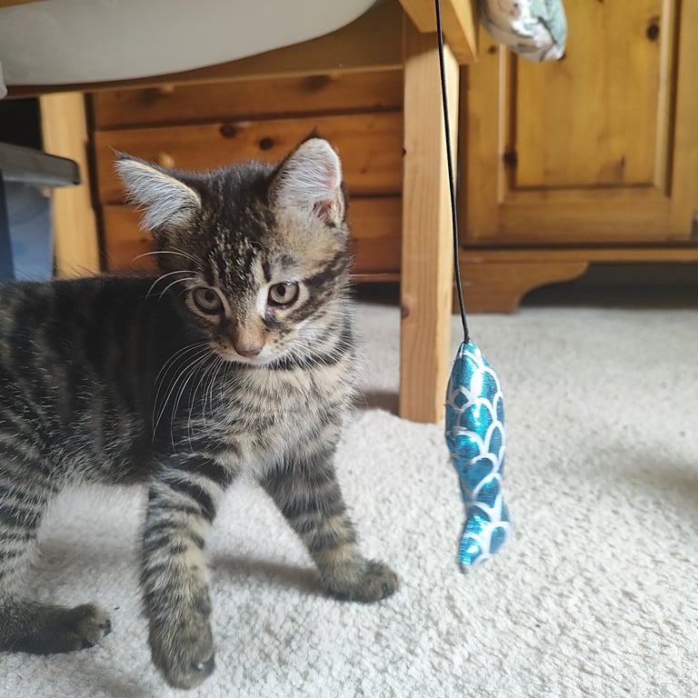 10 weeks old male tabby kitten 