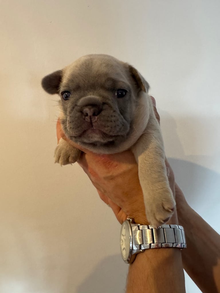 French Bulldog Puppies for Sale – Ready 8th December