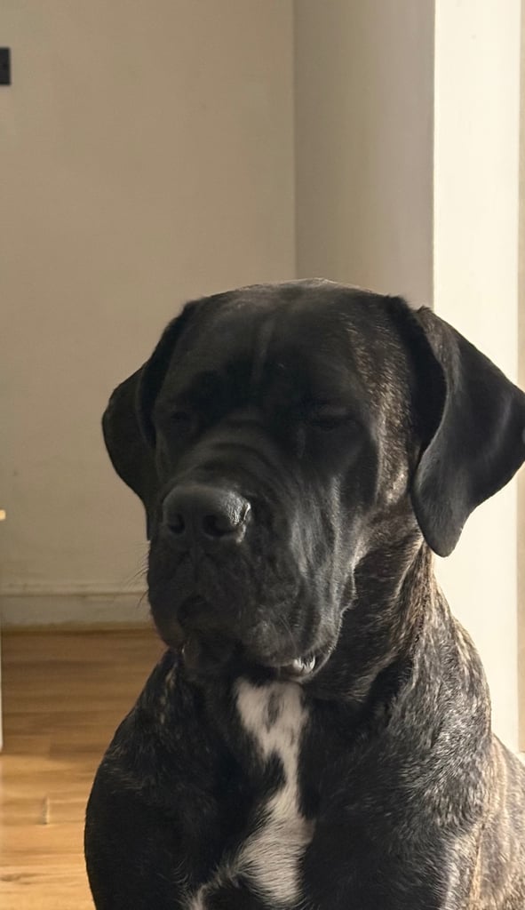 image for Pure cane corso pups 