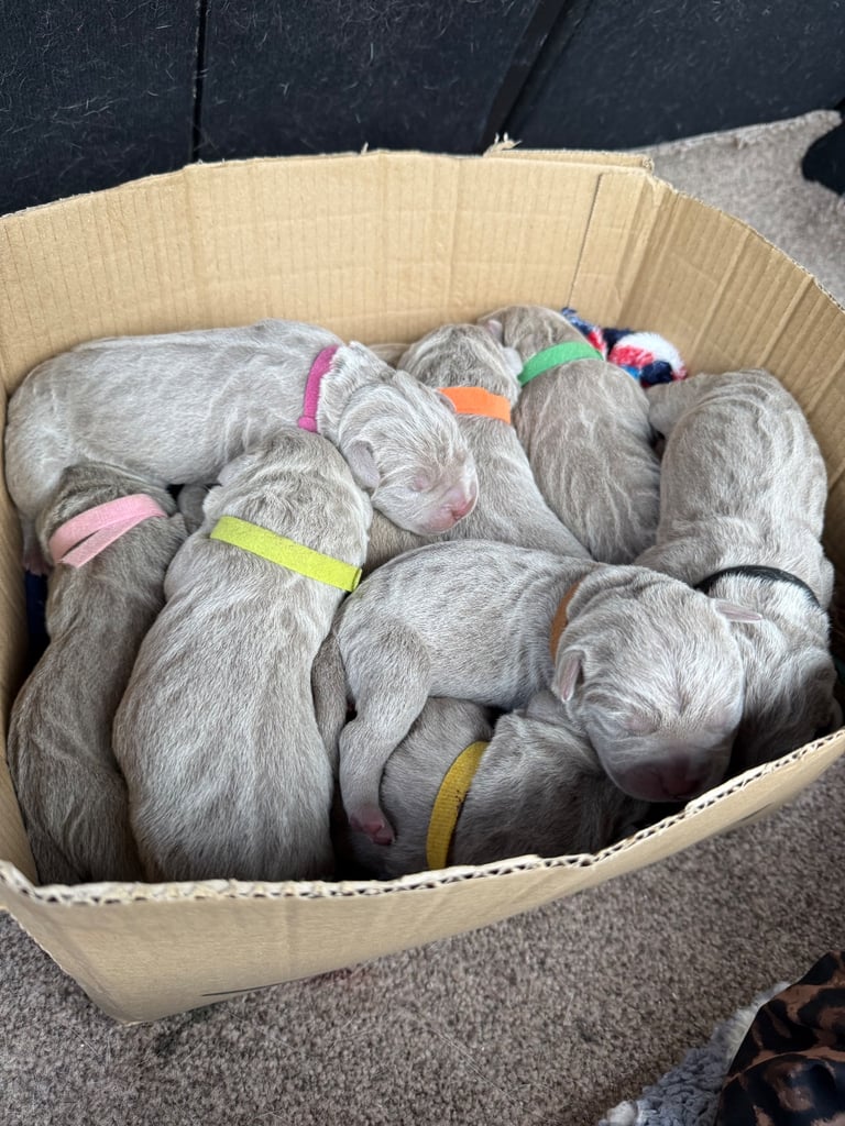 Neapolitan Mastiff X Cane Corso