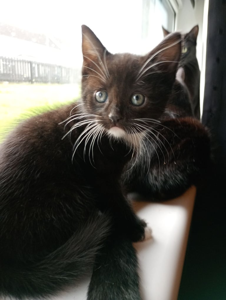 Kittens 