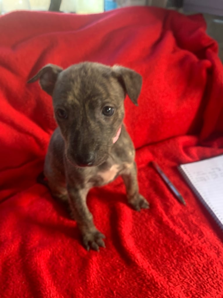 Lurcher pups