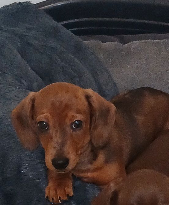 image for 💓STUNNING MINIATURE DACHSHUND 1 BOY LEFT💓