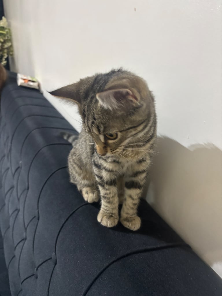 Female kitten litter trained 