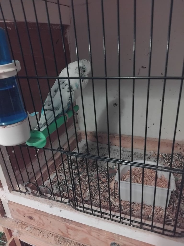 image for Budgies