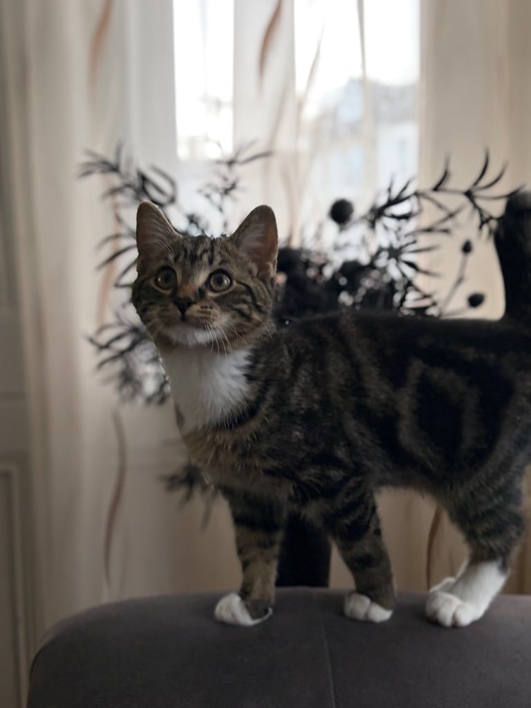 Kitten boy