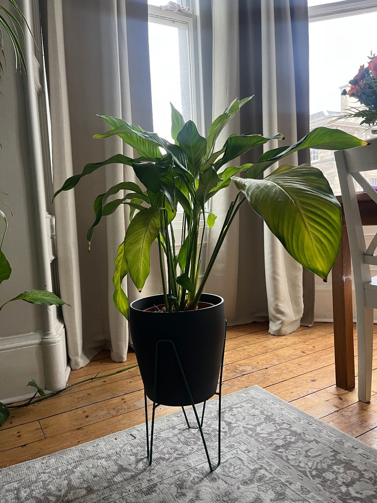 image for Selling 2 large plants