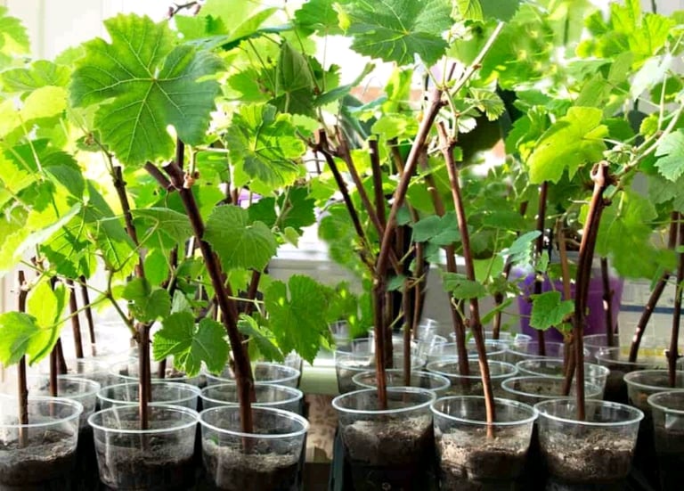 image for Sweet Grape Plants 🍇🌿
