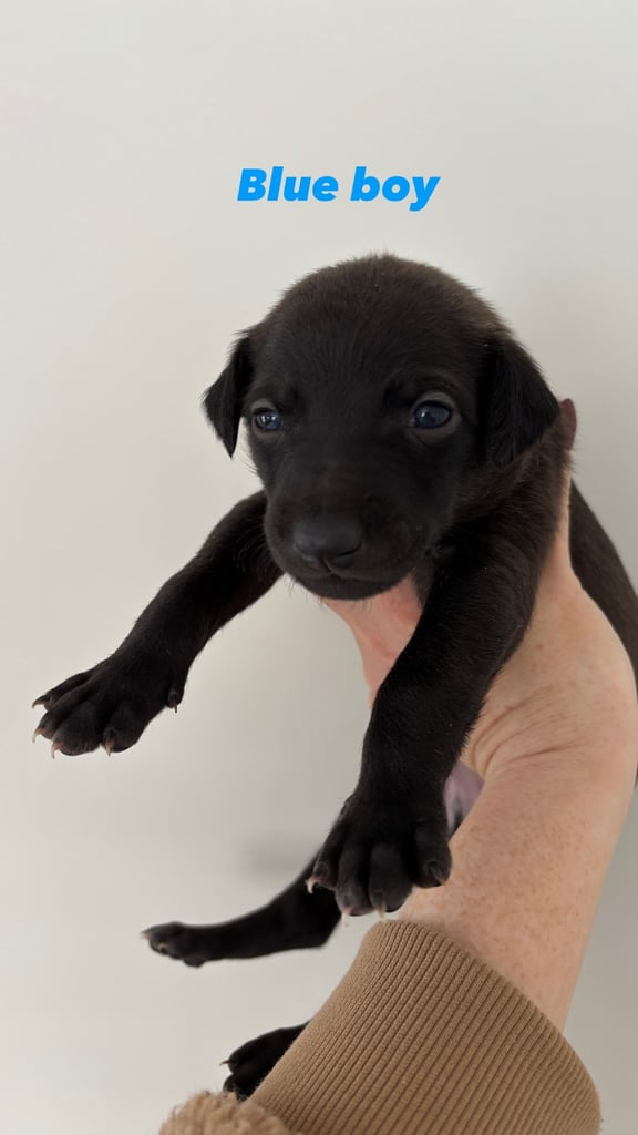 Pharaoh hound x whippet puppies 