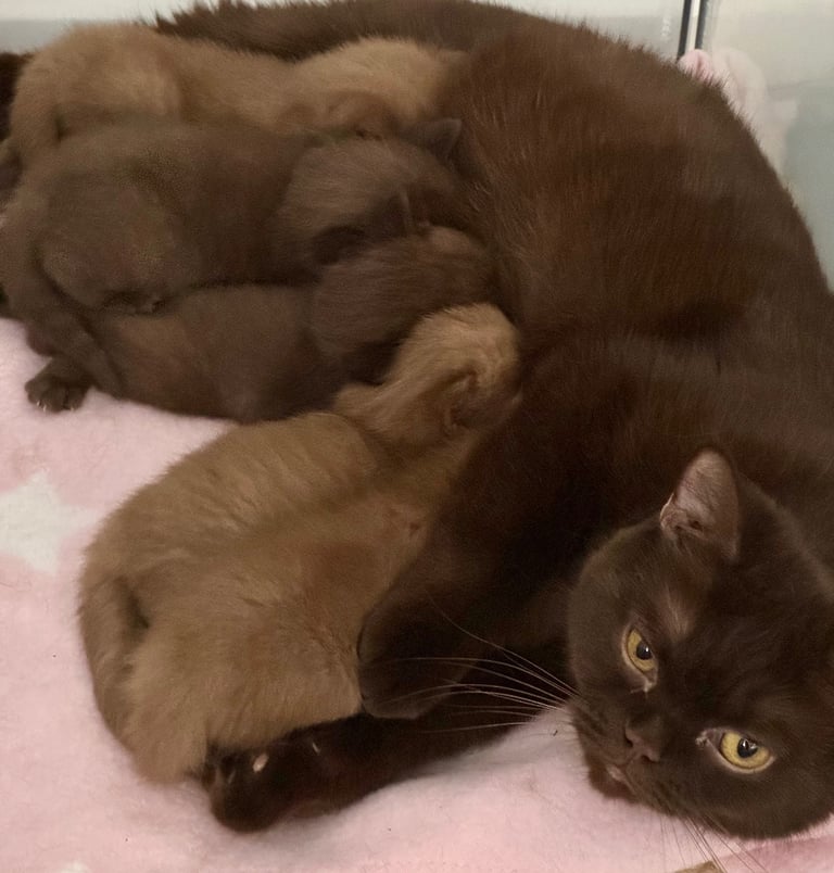 British shorthair kittens 