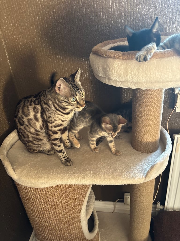 STUNNING BENGAL KITTENS READY NOW 