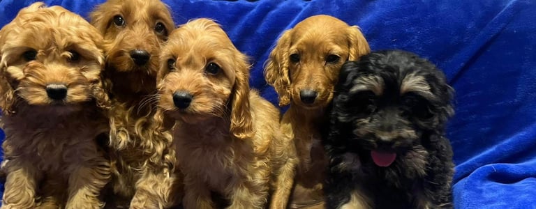Cockapoo puppy's 