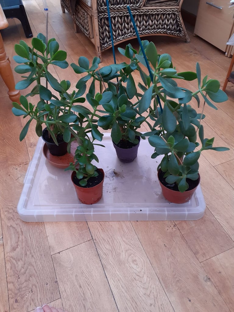 image for Money plant, Jade plant