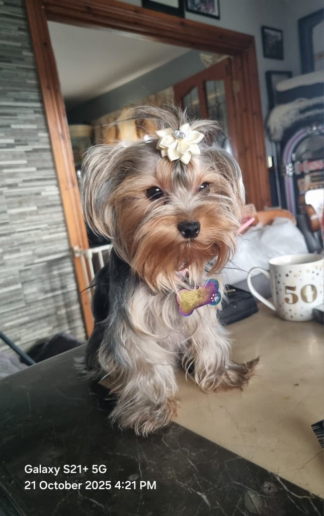 Yorkshire terrier pups 