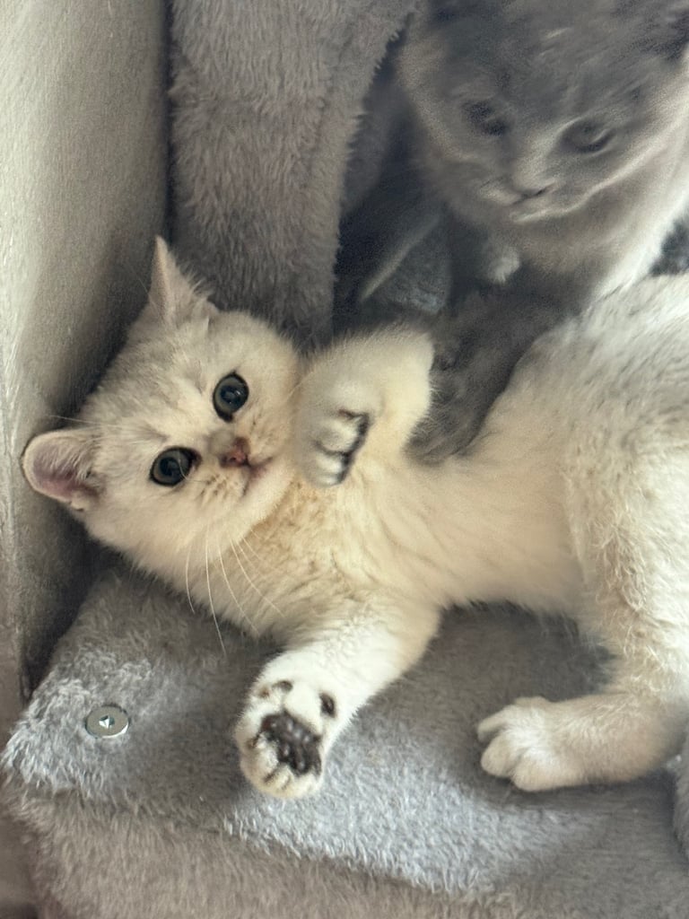 British shorthair kittens 