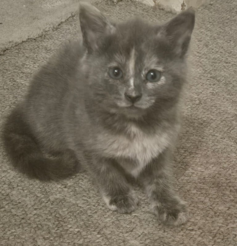 image for Half maincoon kittens