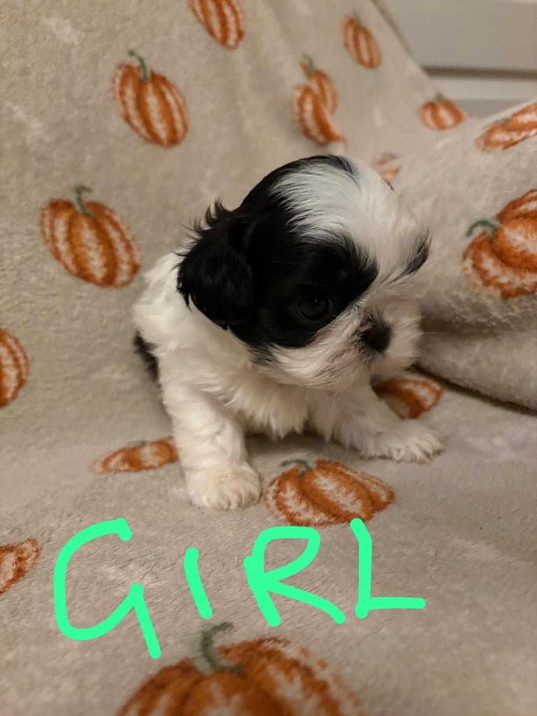 Shih Tzu Pups 