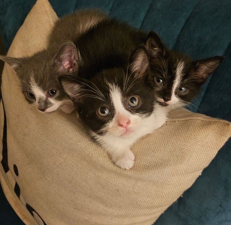 Beautiful British Short haired mixed breed kittens 