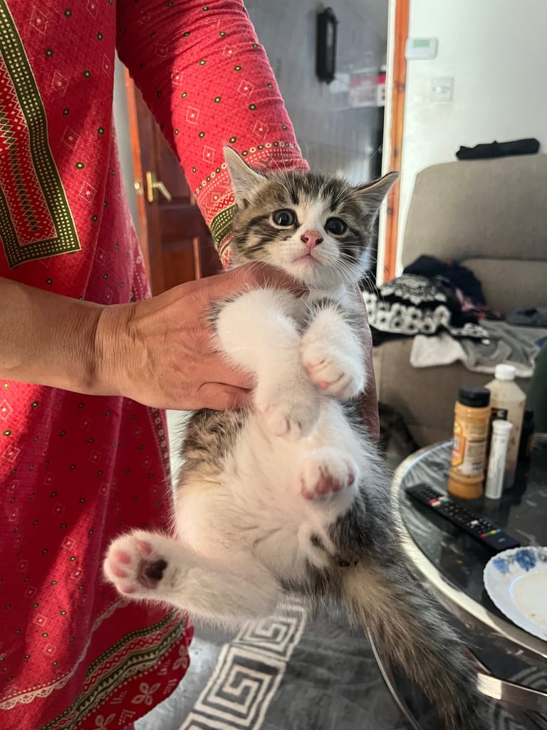 Kittens ready to leave 