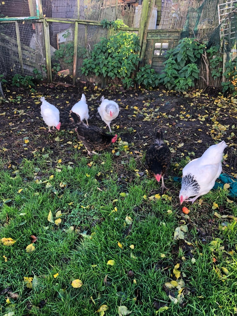 Hens for rehoming 