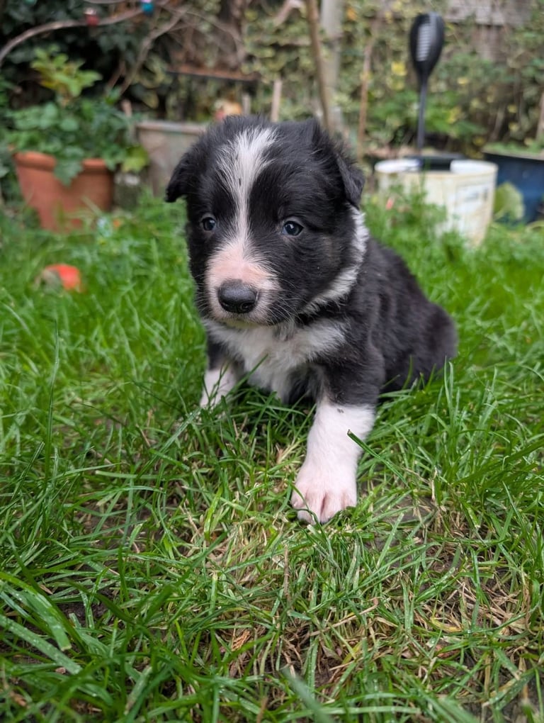 2 ISDS BORDER COLLIE DOG PUPS 