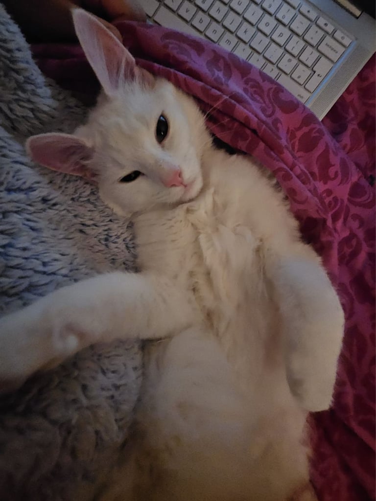 PURE WHITE FEMALE ✨️