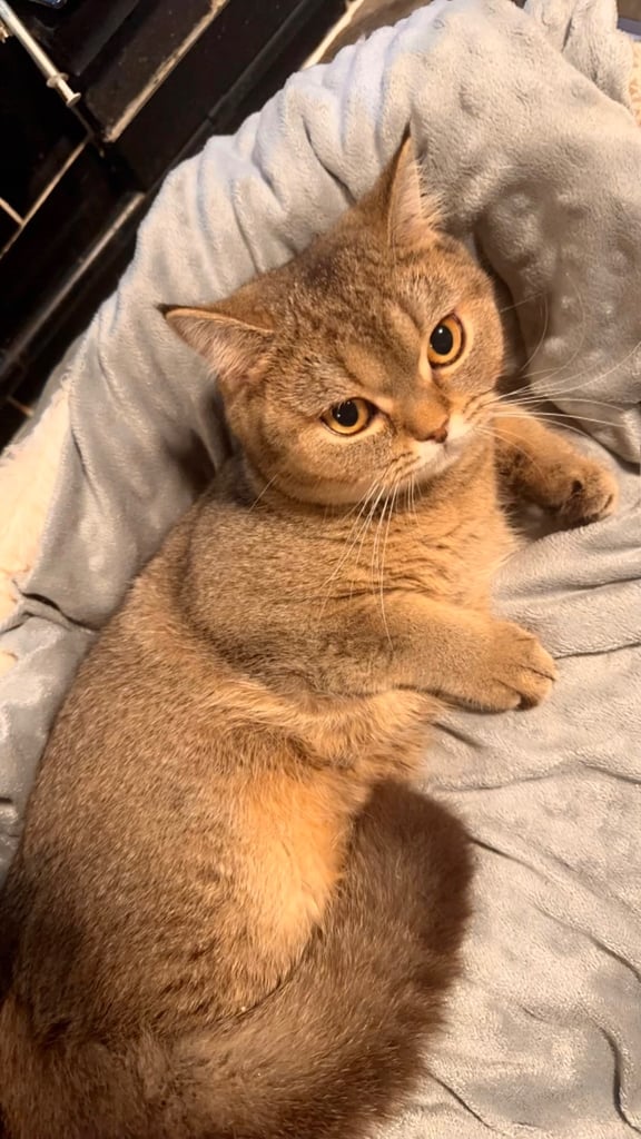 Friendly female golden shaded British shorthair kitten