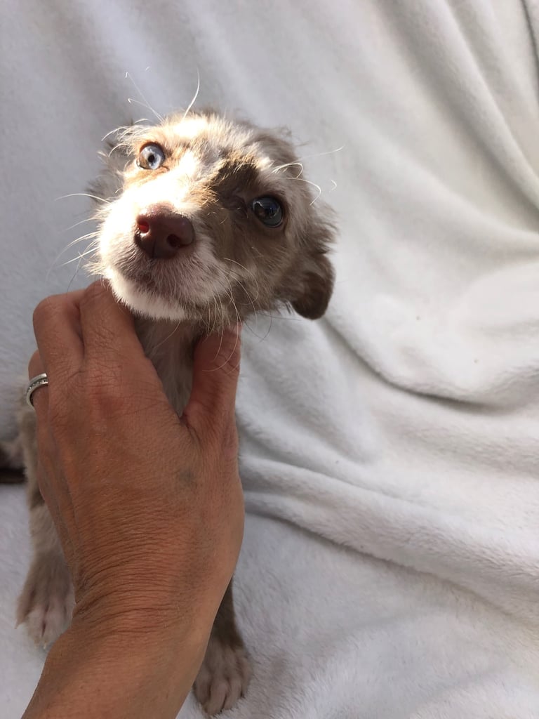 BEDDIPOO pups bedlington X toy poodle  