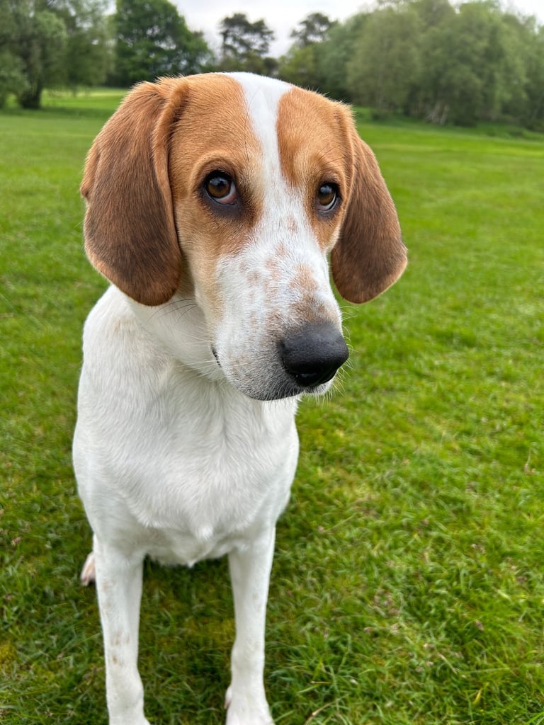 Female fox hound (unsprayed) for sale 