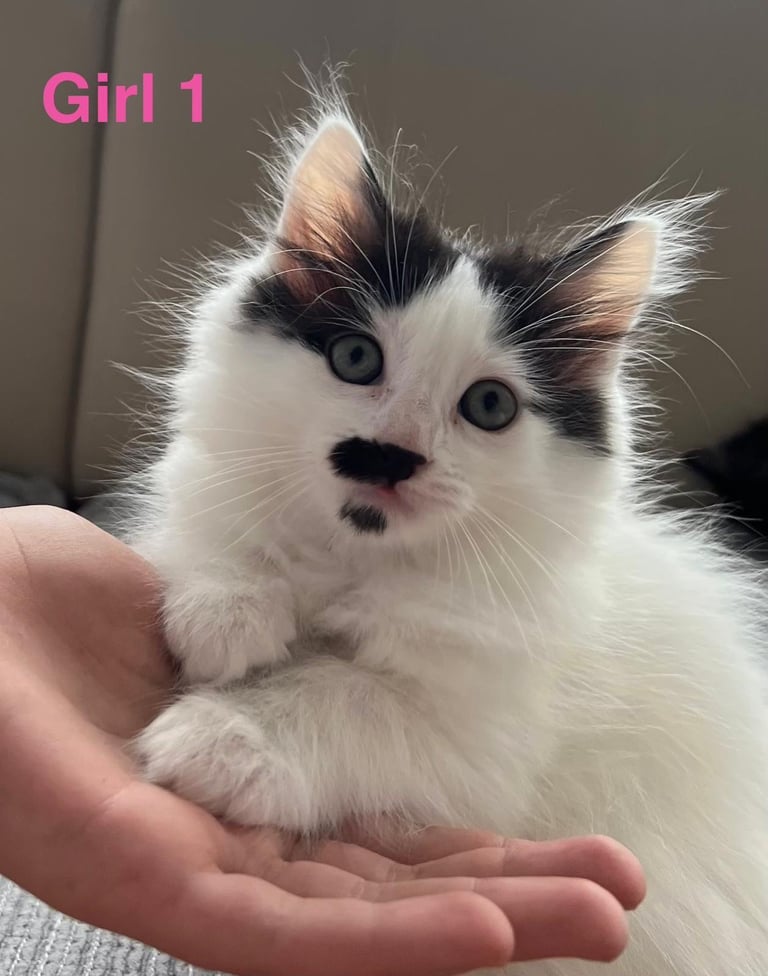 6 beautiful fluffy kittens for sale