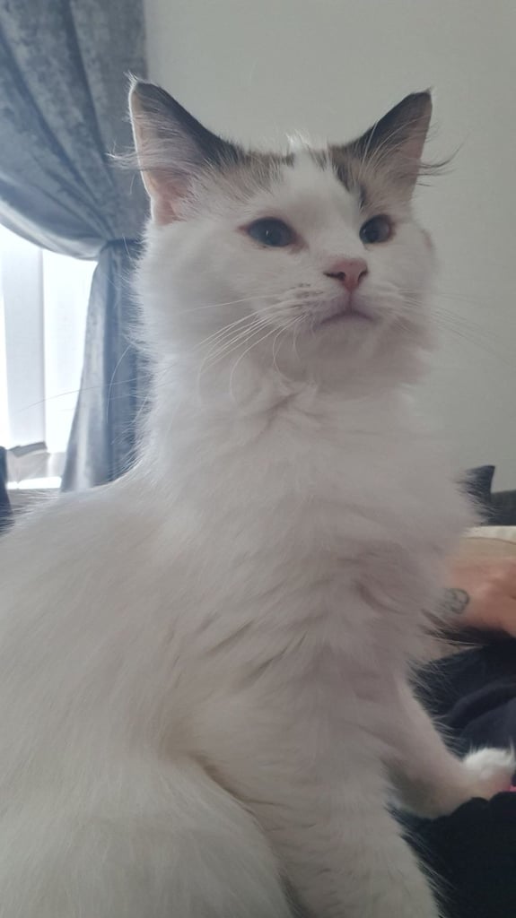 Pedigree ragdoll girls needs new home