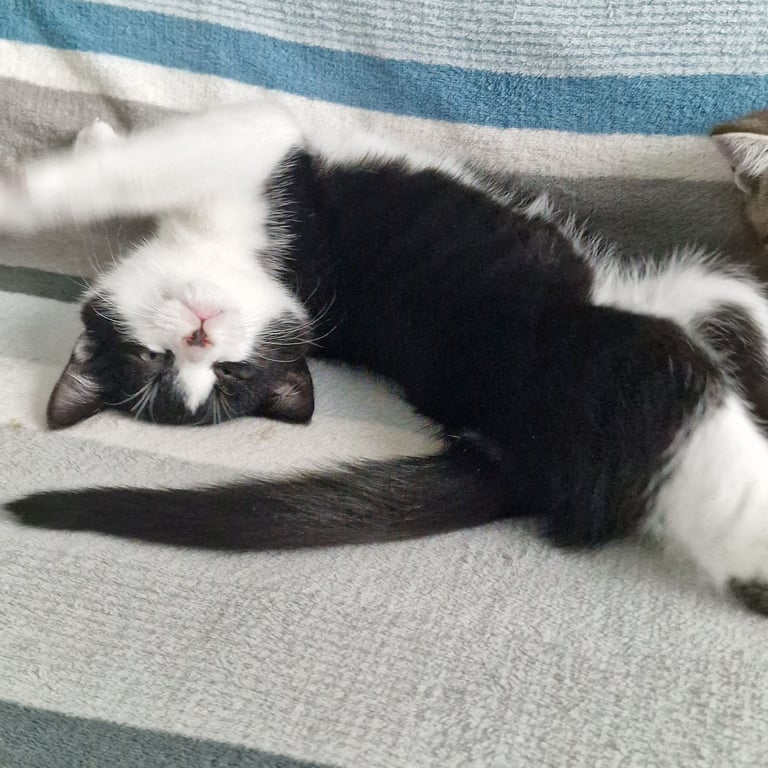 BLACK WHITE KITTEN GIRL 