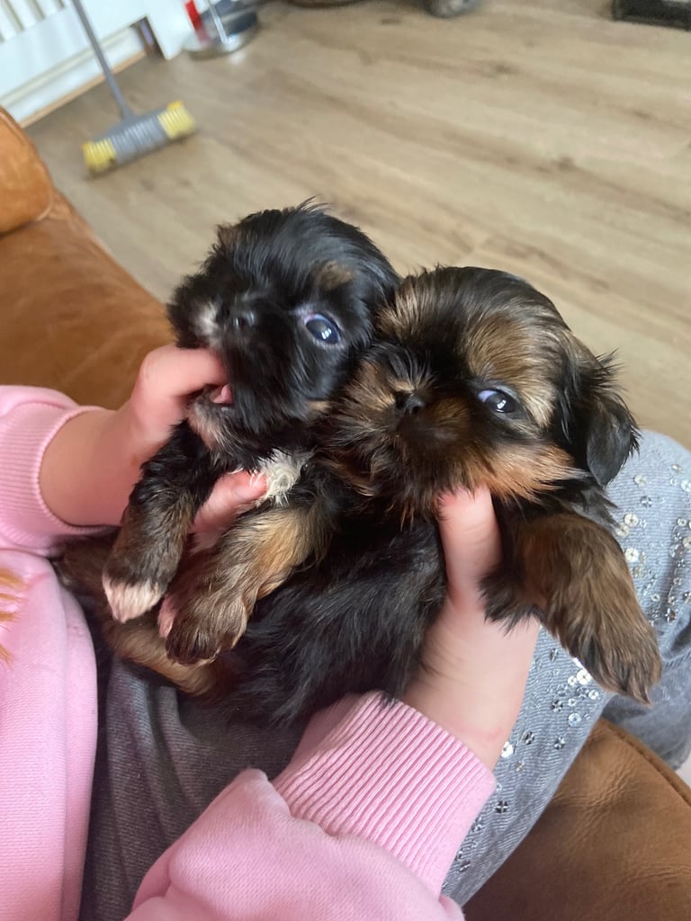 Shih tzu puppies