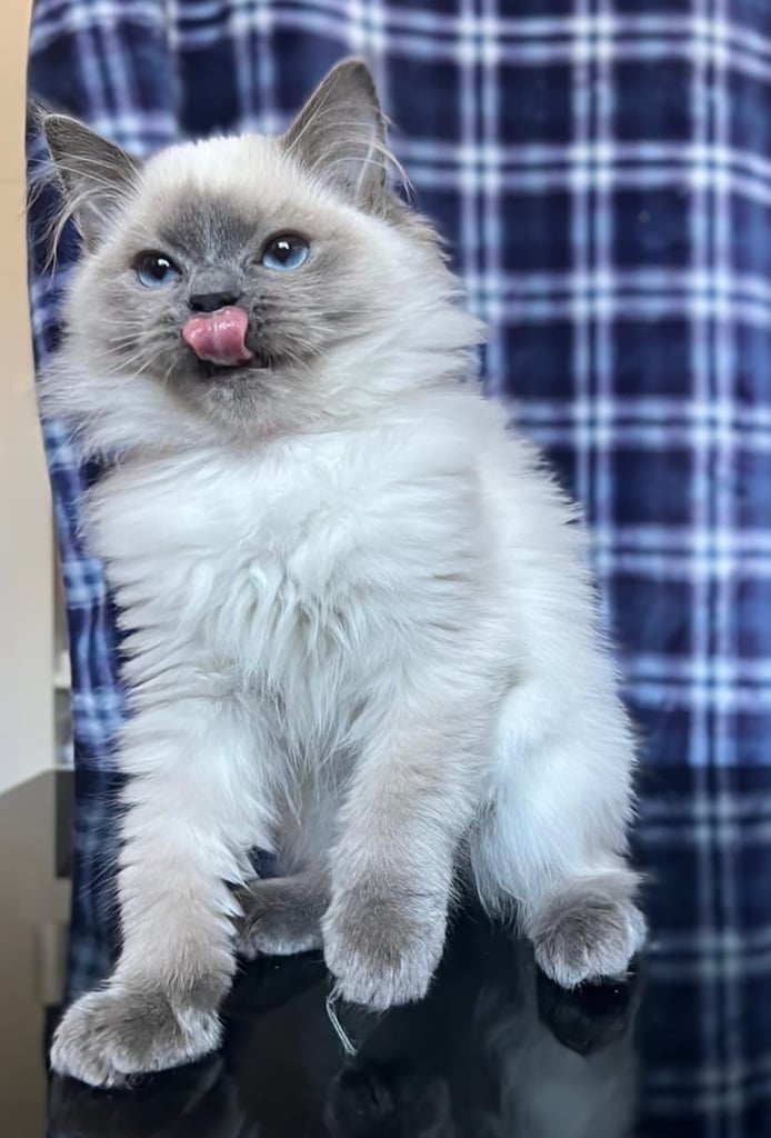 1 Adorable Ragdoll Boy left & Looking for Their Loving Home 