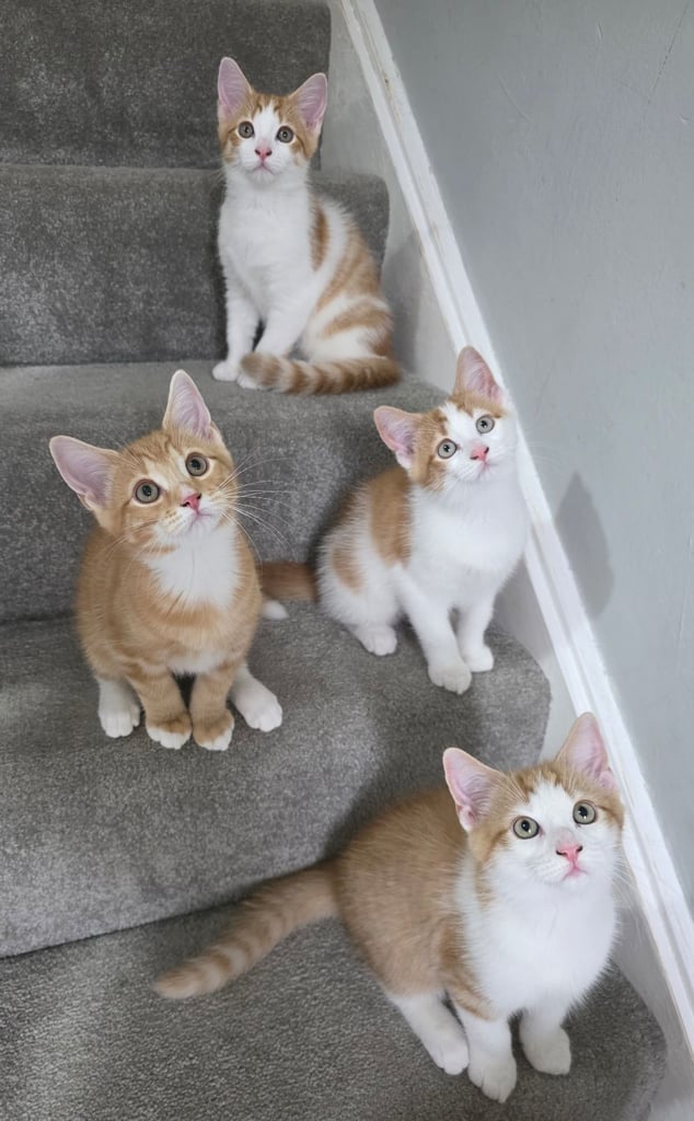 image for Mainecoon Cross Kittens (READY TO GO)