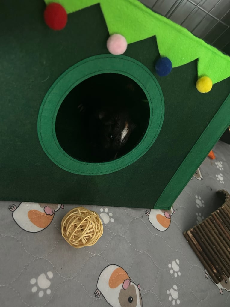 2 male guinea pigs (boars) with cage and accessories.