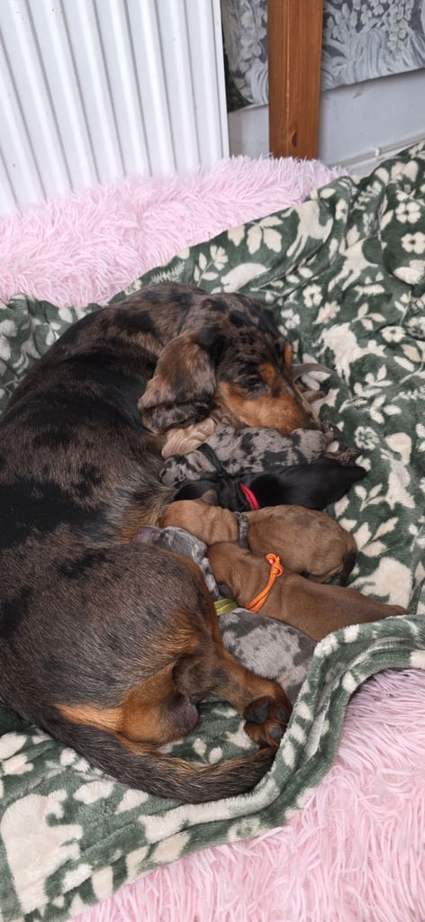 image for MINITURE DACHSHUND PUPPIES 