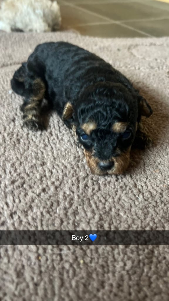 F1 b cockapoo puppies 