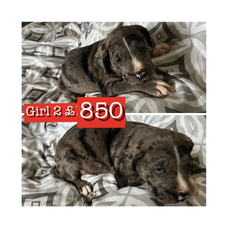Stunning staffy X cane corso puppies 