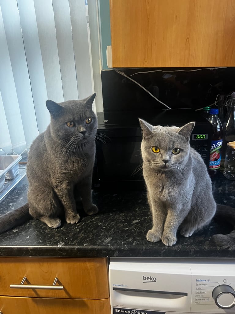 British shorthair kittens 