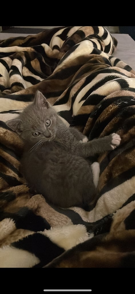 Half British Shorthair 