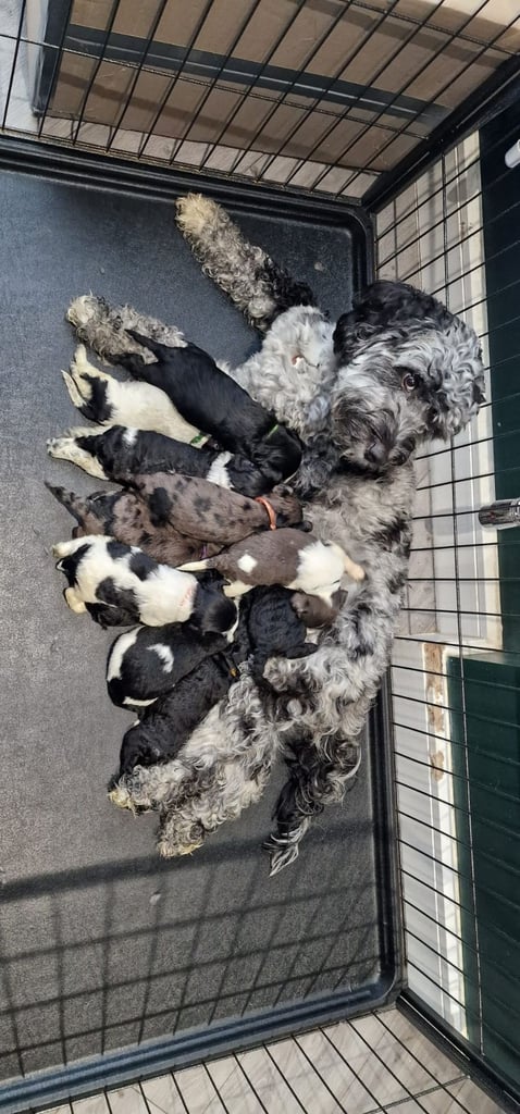 Cockapoo puppies 