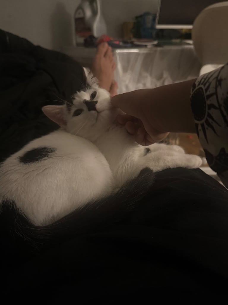 A beautiful, lovely and friendly kitten nearly 36 weeks old