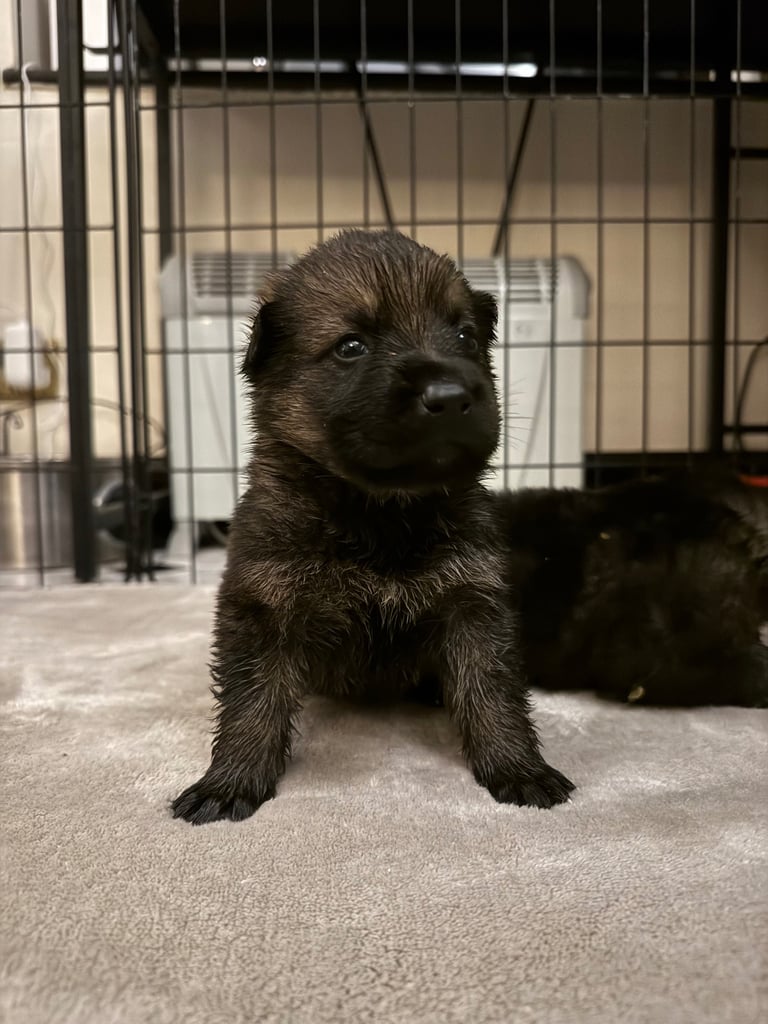 Stunning German Shepard Litter, Only 4 Girls Left!