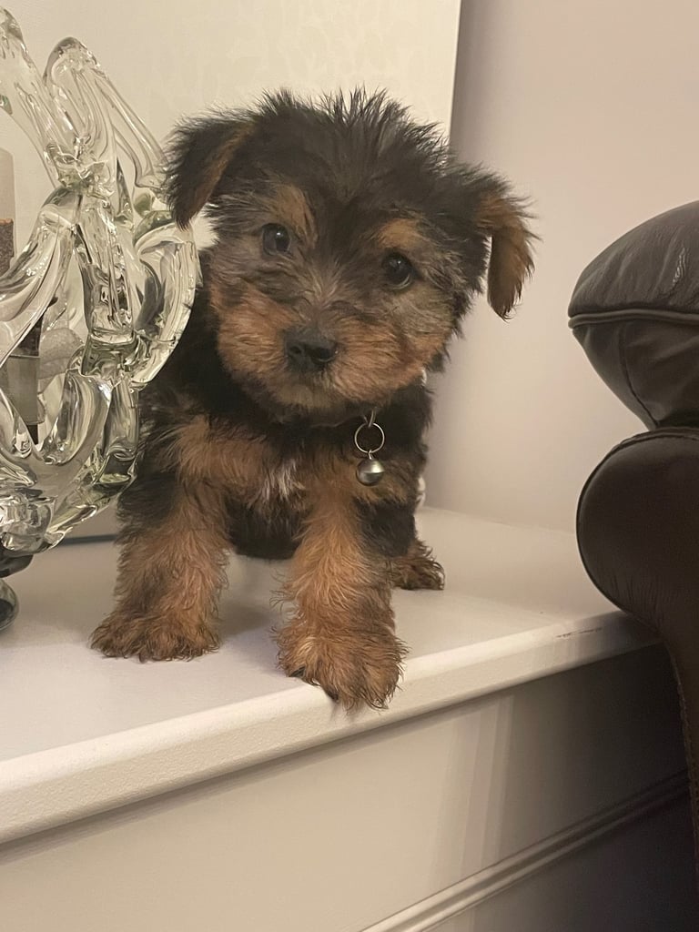 Yorkies dog Pets Gumtree