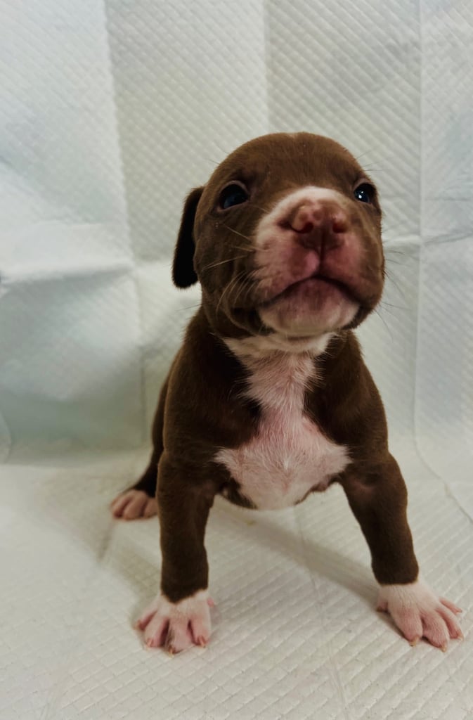 Medium American bully -XL are banned, these are NOT!