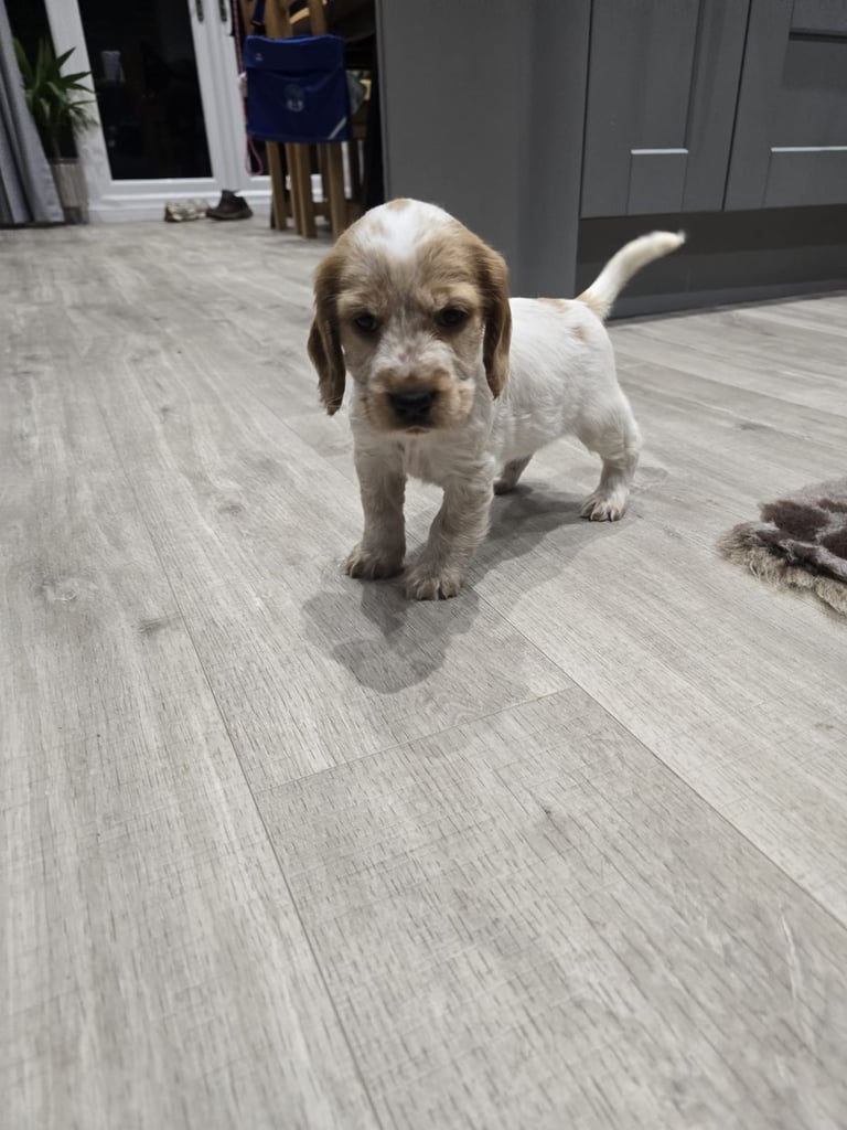 Show Cocker Spaniel Puppies 