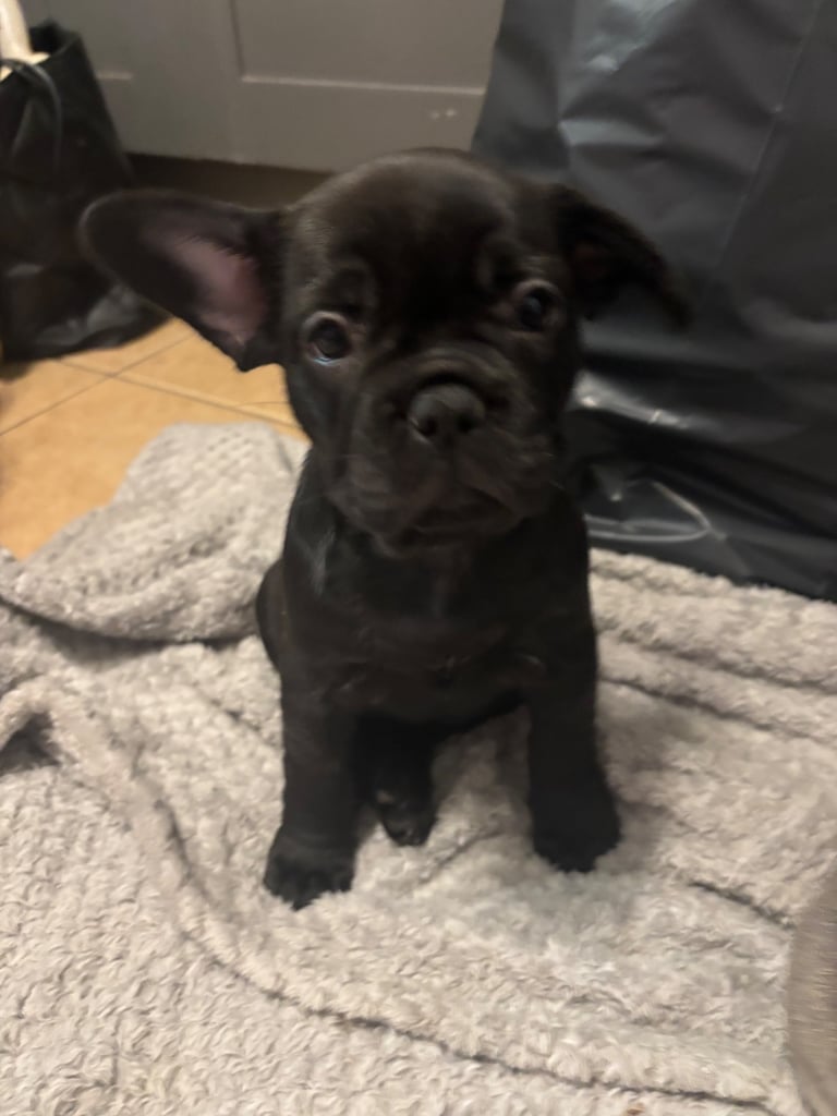 Last 3 French bulldogs ready now !!!