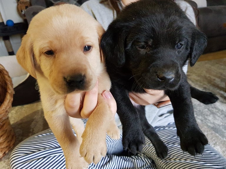 Labrador puppies 