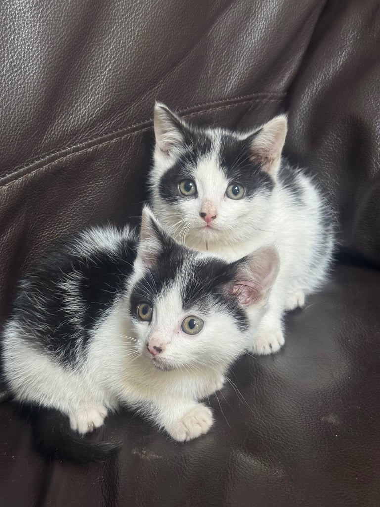 Two nice kittens boys for sale